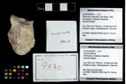 Foto (Objekt + Etikett) von Goniodromites sp.  (NHMW-GEO-2014-0194-0870)